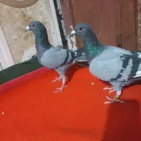 دو عدد کبوتر تاختی