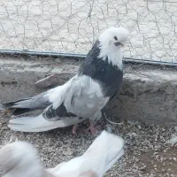 کبوترنوک قنار مامونیه