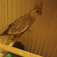 فروش یک جفت عروس هلندی|پرنده|کرمان, |دیوار