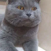 توله گربه اسکاتیش کوچولو|گربه|مشهد, عامل|دیوار