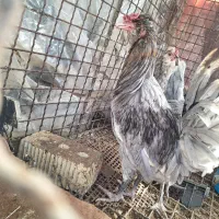 بوقلمون خروس مرغ گلین