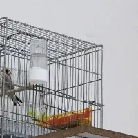 سهره چهارگل.کرمونی.گلبسر|پرنده|تربت جام, میان جام|دیوار