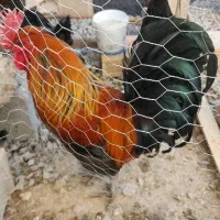 خروس لری اصیل ،گلین لری، قلم سبز اصل