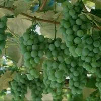 فروش غوره دست چین به صورت عمده