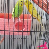 فروش ۲ تا مرغ عشق