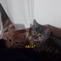 واگذاری تعدادی گربه به صورت رایگان|گربه|ساری, |دیوار