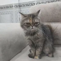 گربه ماده|گربه|پیشوا, |دیوار