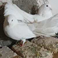 یک جفتم چتری سفید