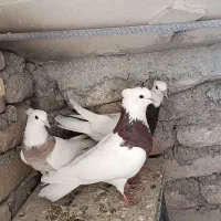 نرماده طوقی جوجه کن