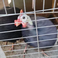 مرغ شاخدار.