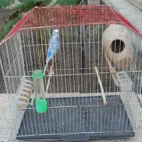 مرغ عشق پروانه ای