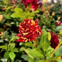 انواع گل رز هلندی