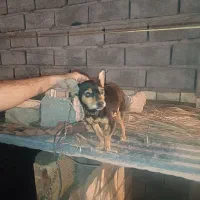 سگ پا کوتاه|سگ|بم, |دیوار