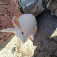 خرگوش|موش و خرگوش|مهاباد (آذربایجان غربی), |دیوار