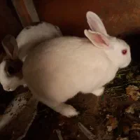 فروش دوتا خرگوش ماده|موش و خرگوش|آستارا, |دیوار