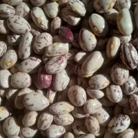 لوبیاچیتی لوکس