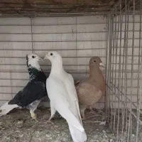 کبوترشهرستان.