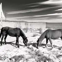 مادیون|اسب و تجهیزات اسب‌سواری|دهدشت, |دیوار