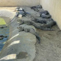 تاکسی دربست به تمام نقاط کشور با بهترین قیمت|خدمات حمل و نقل|چابهار, |دیوار