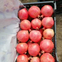 نهال انار ملس|خدمات باغبانی و درختکاری|گرگان, |دیوار