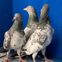 پاکستانی اورجینال|پرنده|بندرعباس, |دیوار