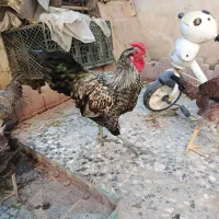 مرغ و خروس|حیوانات مزرعه|ماهدشت, |دیوار