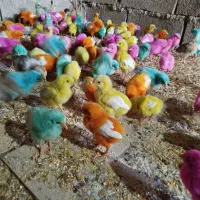 جوجه|حیوانات مزرعه|شباب, |دیوار