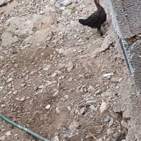 فروش مرغ و جوجه خروس|حیوانات مزرعه|چرام, |دیوار