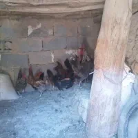 فروش|حیوانات مزرعه|گل تپه, |دیوار