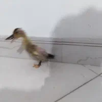 جوجه قاز و اردک