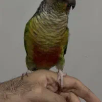 طوطی گرینچیک