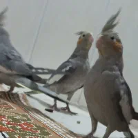 سه عدد جوجه عروس هلندی سینامون