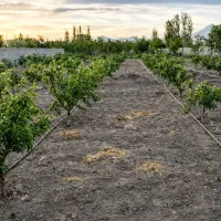 طراحی و اجرای آبیاری قطره ای