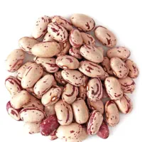 فروش لوبیا چیتی بذری خوب