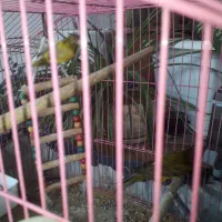 پرنده قناری|پرنده|برازجان, |دیوار