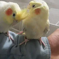 عروس هلندی جفت