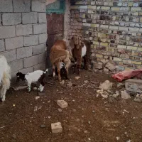 بز شیری|حیوانات مزرعه|تایباد, |دیوار