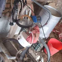 گاو|حیوانات مزرعه|نوشین شهر, |دیوار