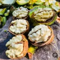 گردو درجه یک از گلبهار  ...روستای فریزی