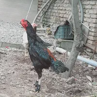 خروس لاری