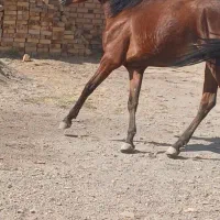 اسب فروشی|اسب و تجهیزات اسبسواری|چنگ الماسی, |دیوار