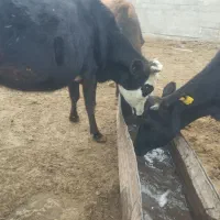 فروش ده راس گاو