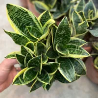 سانسوریا کامپکت/گلدان سفالی/مستقیم از تولیدی