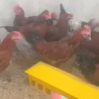 خروس و مرغ محلی ،مرغ عشق، عروس هلندی|حیوانات مزرعه|شیراز, بید زرد|دیوار