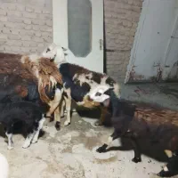 پنج عدد میش|حیوانات مزرعه|شیروان (لرستان), |دیوار