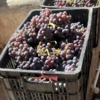 انگورسیاه