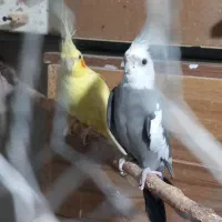 عروس هلندی نر وماده