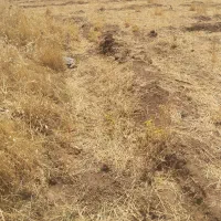 زمین مرغوب نزدیک روستاوچسپیده به جاده اصلی|فروش زمین و ملک کلنگی|دینور, |دیوار