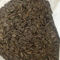 تخمه تازه امسال 1تن اس 400
