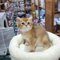 بچه گربه بریتیش و اسکاتیش